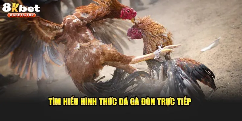 Chọi gà đòn trực tuyến siêu máu lửa tại nhà cái