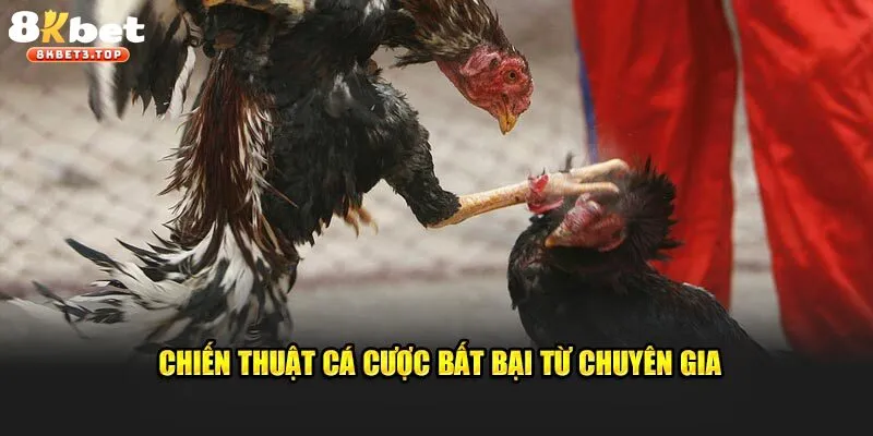 Kinh nghiệm cược chọi gà thắng đậm cho newbie